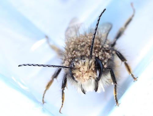 Osmia cornuta